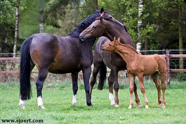 Horse Breeding Images @Sjoert